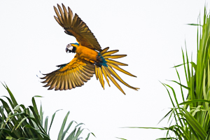 Picture 6 - Blue and Yellow Macaw in Flight, near La Brea, Trinidad.